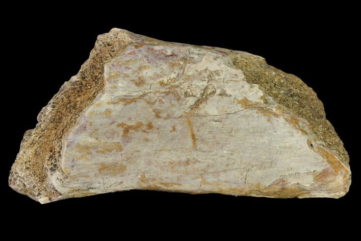 Permian Amphibian Fossil Bone - Texas #153747